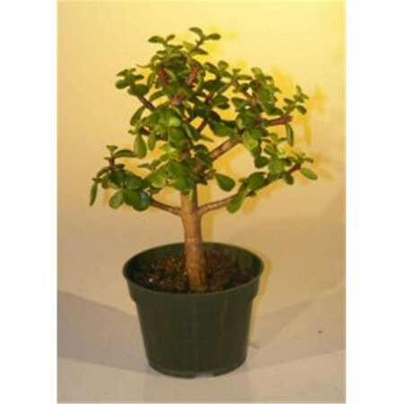 PAISAJE Pre Bonsai Baby Jade Bonsai Tree - Portulacaria Afra - Medium PA2803662